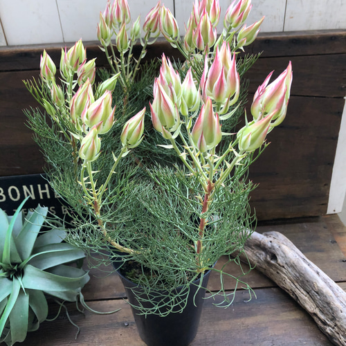 プリティーピンク♡セルリア♡大苗♡ガーデニング アートフラワー パリ