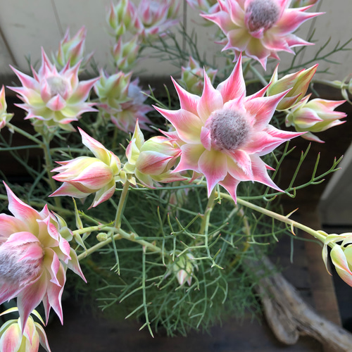 プリティーピンク♡セルリア♡大苗♡ガーデニング アートフラワー パリ