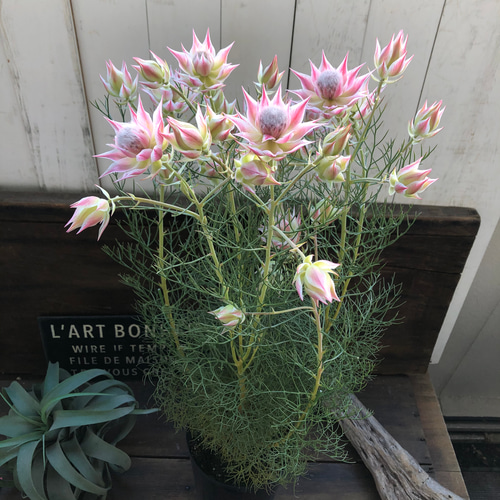 即完売♡大苗♡プリティピンク♡セルリア♡ プリティーピンク♡セルリア♡大苗♡ガーデニング アートフラワー パリ