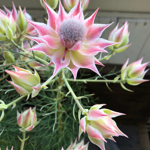 プリティーピンク♡セルリア♡大苗♡ガーデニング アートフラワー パリ