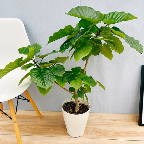現品］53番 フィカス ウンベラータ 7号 観葉植物 室内 ゴムの木