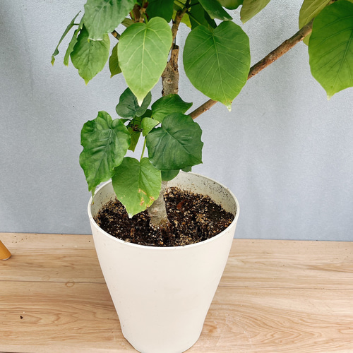 観葉植物｜フィカス ウンベラータ 7号【THE GOOD FLOWER JAPAN】