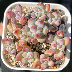 SOLD シャインブライト 厳選韓国苗 名前付き 多肉植物 〜Green〜多肉畑