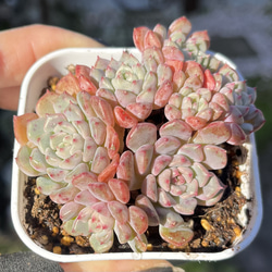 SOLD シャインブライト 厳選韓国苗 名前付き 多肉植物 〜Green〜多肉畑