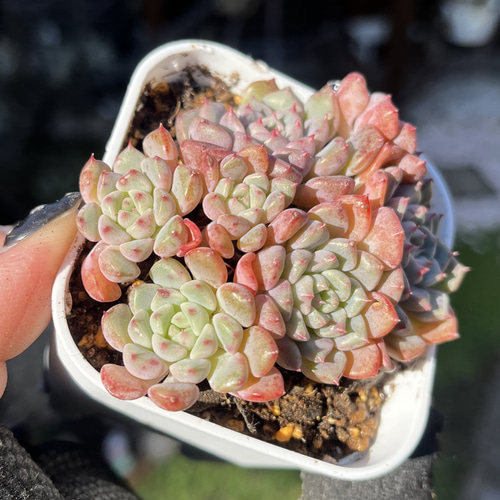 SOLD キュートバブル 厳選韓国苗 多肉 抜き苗 ネームタグ付き 多肉植物