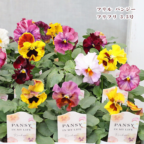 値下げSALE 花苗 フリルパンジー フリフリ 3.5号 よく咲く 秋 冬 春 庭