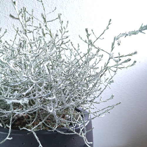 ○限定3点○キラキラとしたシルバーリーフの大きな一鉢 ”シルバー