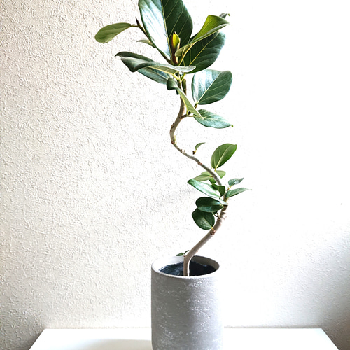 ○数量限定○ ゴムの木 曲げ木 美樹形 ”フィカス・ベンガレンシス