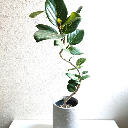 【幹太め♥スパイラル】フィカス ベンガレンシス ゴムの木 曲がり フィカス ベンガレンシス 曲がり S字 仕立て ゴムの木 お祝い