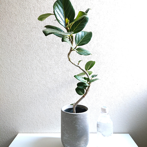 ○数量限定○ ゴムの木 曲げ木 美樹形 ”フィカス・ベンガレンシス