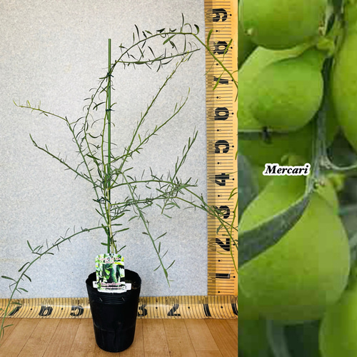 フィンガーライム接木苗3年生 旺盛／樹高110センチ 8号鉢植え