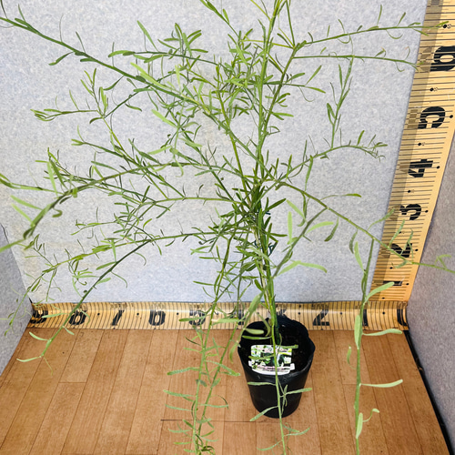 4年生　フィンガーライム接木苗／ミアローズ　樹高80cm 4.5号ポット 柑橘4年生 フィンガーライム接木苗／苗 樹高80cm 4.5号ポット