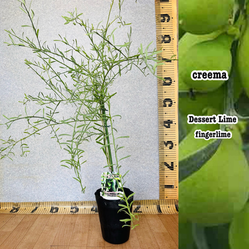 2年生 デザートライム接木苗／フィンガーライム 4.5号ポット 高さ90