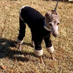 SOL♡LUNA　イタグレ服　ハンドメイド SOL♡LUNA イタグレ服 ハンドメイド イタグレ服・:*ハンドメイド