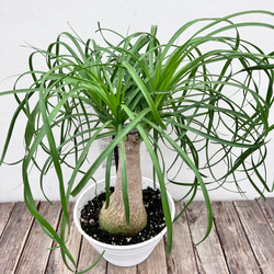 観葉植物　トックリラン　ポニーテール　マヤパーム　ノリナ　マヤツリー　８号鉢 ポニーテール＊トックリラン＊人気のインテリアグリーン＊観葉