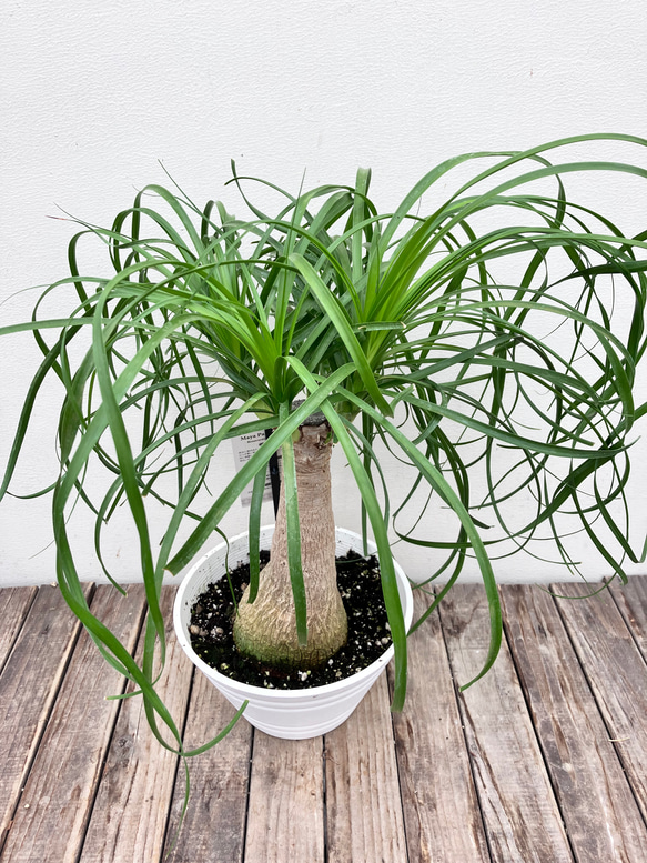観葉植物　トックリラン　ポニーテール　マヤパーム　ノリナ　マヤツリー　８号鉢 観葉植物 トックリラン ポニーテール マヤパーム ノリナ