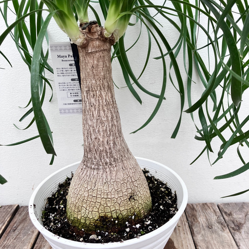 観葉植物　トックリラン　ポニーテール　マヤパーム　ノリナ　マヤツリー　１０号　低 ポニーテール＊トックリラン＊人気のインテリアグリーン＊観葉