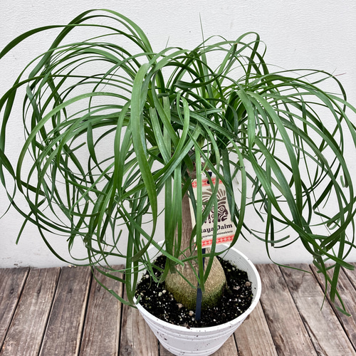 ポニーテール＊トックリラン＊人気のインテリアグリーン＊観葉植物