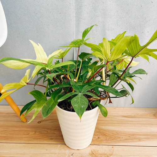【お試し価格！】 フィロデンドロン 現品］【希少】4番 フロリダゴースト 7 斑入り その他観葉植物