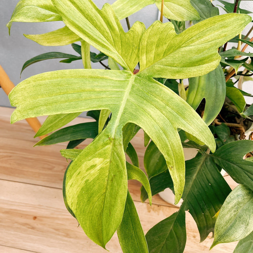 現品］【希少】4番 フィロデンドロン フロリダゴースト 斑入り 7号