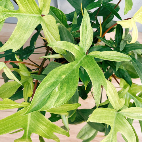 現品］【希少】4番 フィロデンドロン フロリダゴースト 斑入り 7号