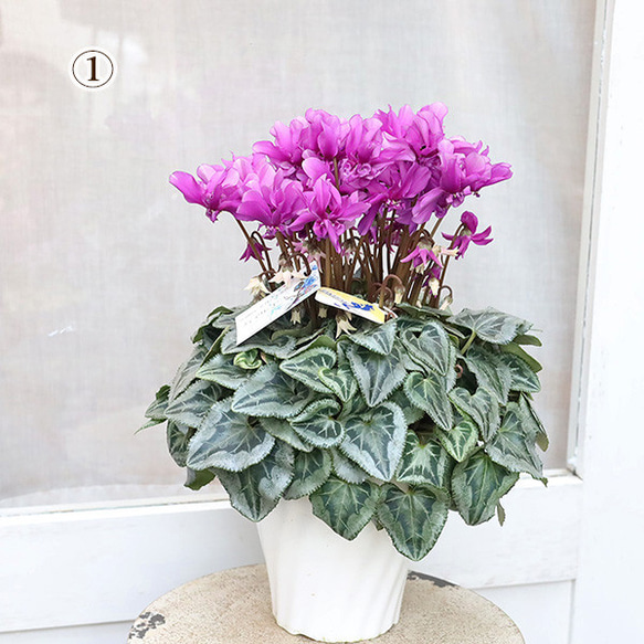 値下げSALE 現品販売 鉢花 八重咲き シクラメン フェアリーピコ ブルー