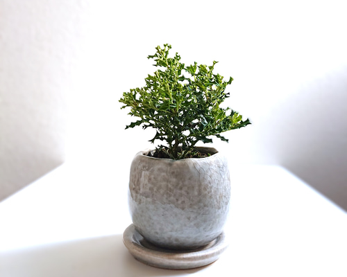 【完売】元気いっぱい！【可愛い天然野生の柊さん】柊/ヒイラギ/ひいらぎ 693410c07c0a94f4441192a99965d0