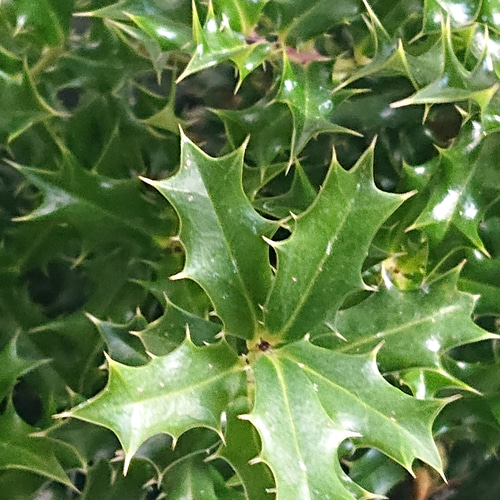 【完売】元気いっぱい！【可愛い天然野生の柊さん】柊/ヒイラギ/ひいらぎ 693410c07c0a94f4441192a99965d0