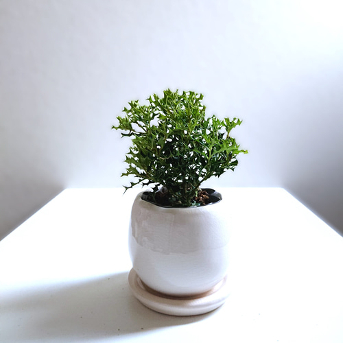 ☆数量限定☆新作☆ ちいさなヒイラギの木 ”ヒメヒイラギ 彩