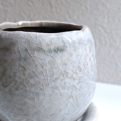 ‼️相木千栞‼️山取り枯木ヒイラギ 千代むすび 強力（ごうりき） | 千代むすび酒造株式会社