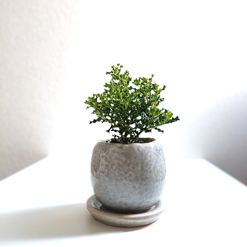 ☆数量限定☆新作☆ ちいさなヒイラギの木 ”ヒメヒイラギ 彩ラウンド