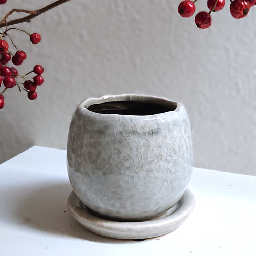 【ひいらぎ】 ☆数量限定☆新作☆ ちいさなヒイラギの木 ”ヒメヒイラギ 彩ラウンド