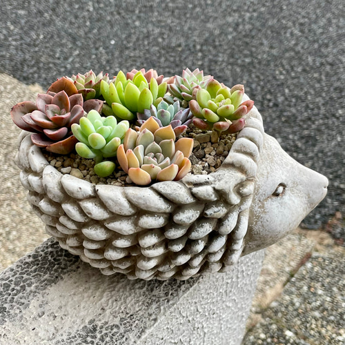 サキュレント 多肉植物 ハリネズミ ポット 寄せ植え その他インテリア