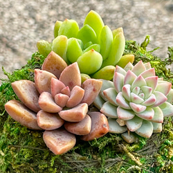数量限定  カラフル ミニ多肉植物  苔玉 インテリア 7枚目の画像