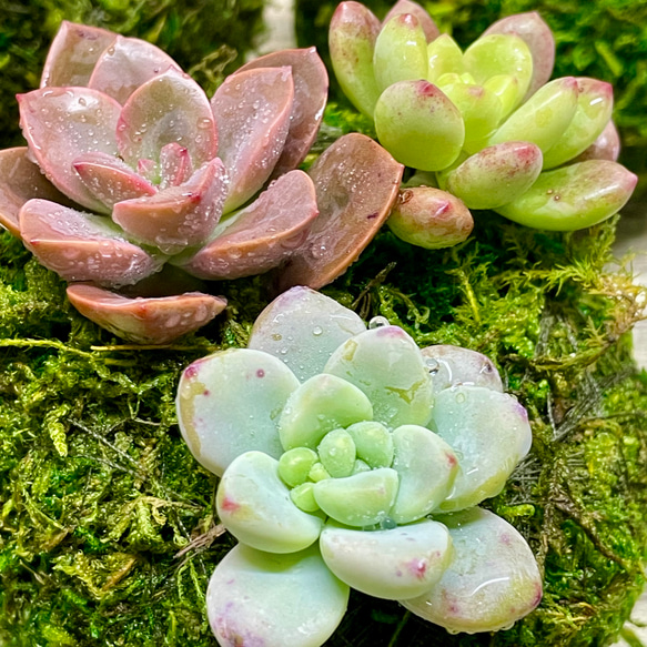 数量限定  カラフル ミニ多肉植物  苔玉 インテリア 11枚目の画像