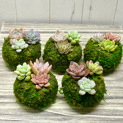 数量限定  カラフル ミニ多肉植物  苔玉 インテリア 16枚目の画像