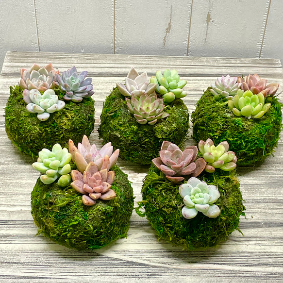 数量限定  カラフル ミニ多肉植物  苔玉 インテリア 16枚目の画像