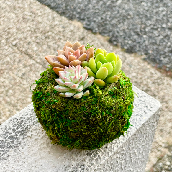 数量限定  カラフル ミニ多肉植物  苔玉 インテリア 1枚目の画像