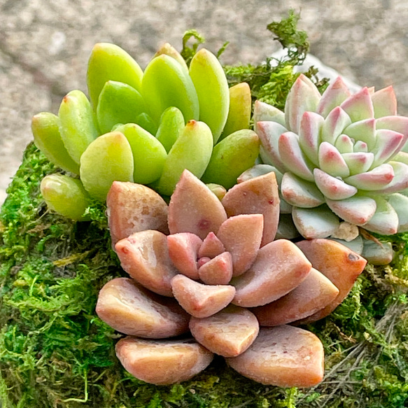 数量限定  カラフル ミニ多肉植物  苔玉 インテリア 5枚目の画像