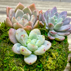 数量限定  カラフル ミニ多肉植物  苔玉 インテリア 14枚目の画像