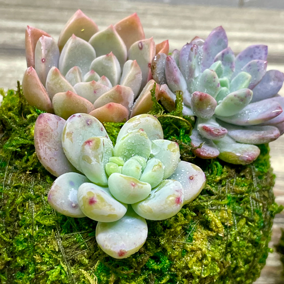 数量限定  カラフル ミニ多肉植物  苔玉 インテリア 14枚目の画像