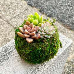 数量限定  カラフル ミニ多肉植物  苔玉 インテリア 2枚目の画像