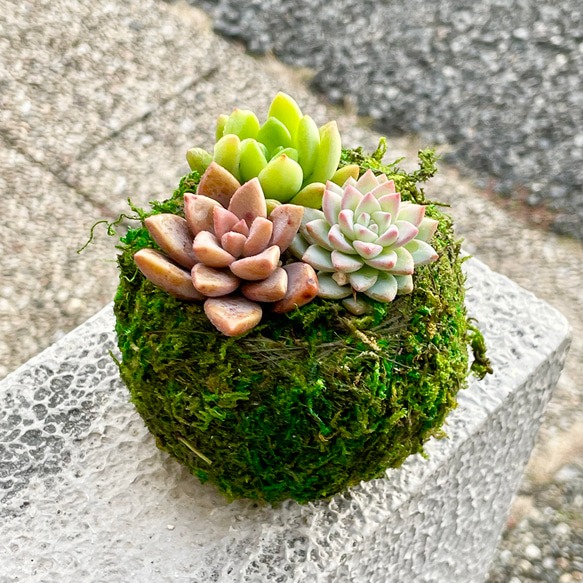 数量限定  カラフル ミニ多肉植物  苔玉 インテリア 2枚目の画像