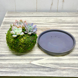 数量限定  カラフル ミニ多肉植物  苔玉 インテリア 17枚目の画像