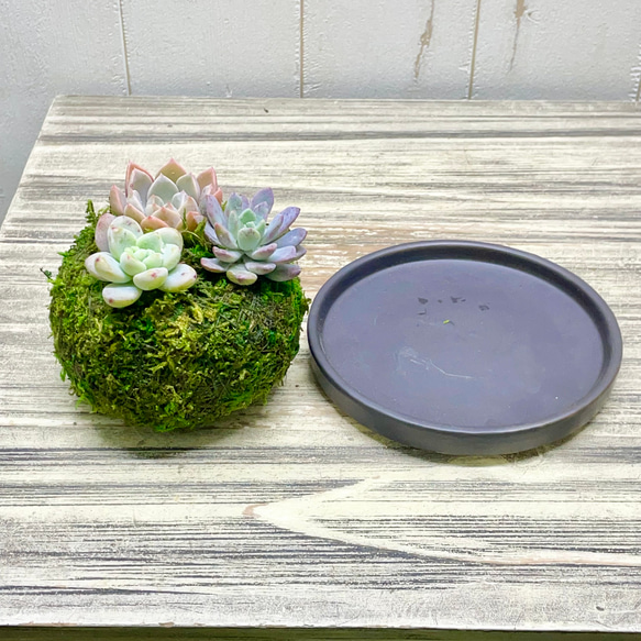 数量限定  カラフル ミニ多肉植物  苔玉 インテリア 17枚目の画像
