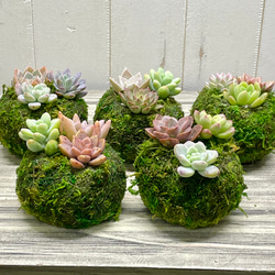 数量限定  カラフル ミニ多肉植物  苔玉 インテリア 15枚目の画像
