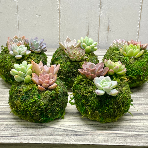 数量限定  カラフル ミニ多肉植物  苔玉 インテリア 15枚目の画像