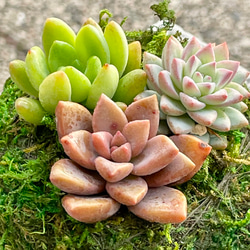 数量限定  カラフル ミニ多肉植物  苔玉 インテリア 8枚目の画像