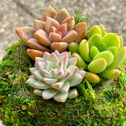 数量限定  カラフル ミニ多肉植物  苔玉 インテリア 6枚目の画像