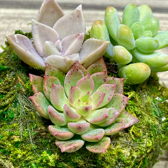 数量限定  カラフル ミニ多肉植物  苔玉 インテリア 10枚目の画像